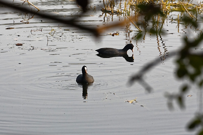 Keoladeo national park-070